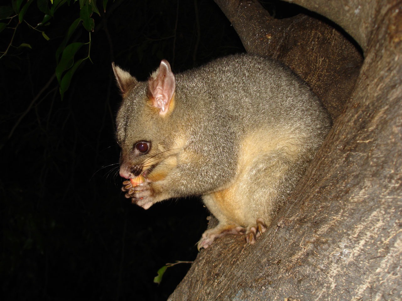 wild republic possum